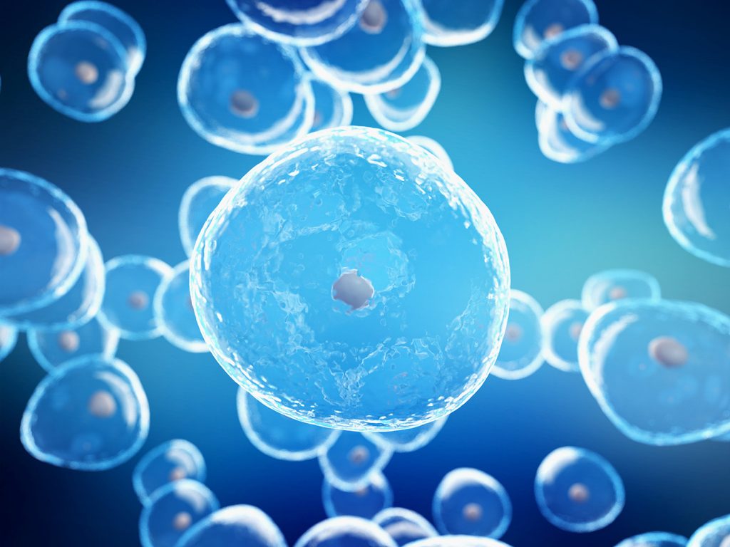 Cellules souches et santé capillaire